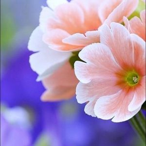 Meet your Posher, Yen